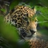 Jaguar americky - Panthera onca - Jaguar 7465